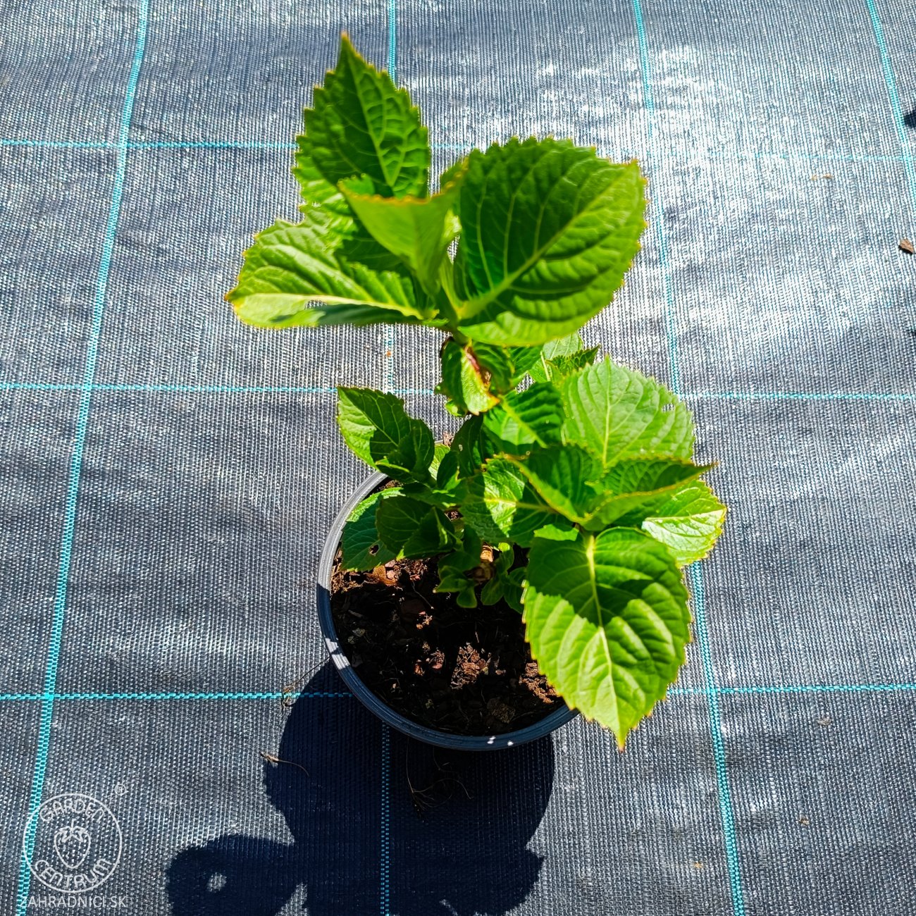 Obrázok Hortenzia kalinolistá (Hydrangea macrophylla) ´RED BARON´ - výška 10-20 cm, kont. C1,5L